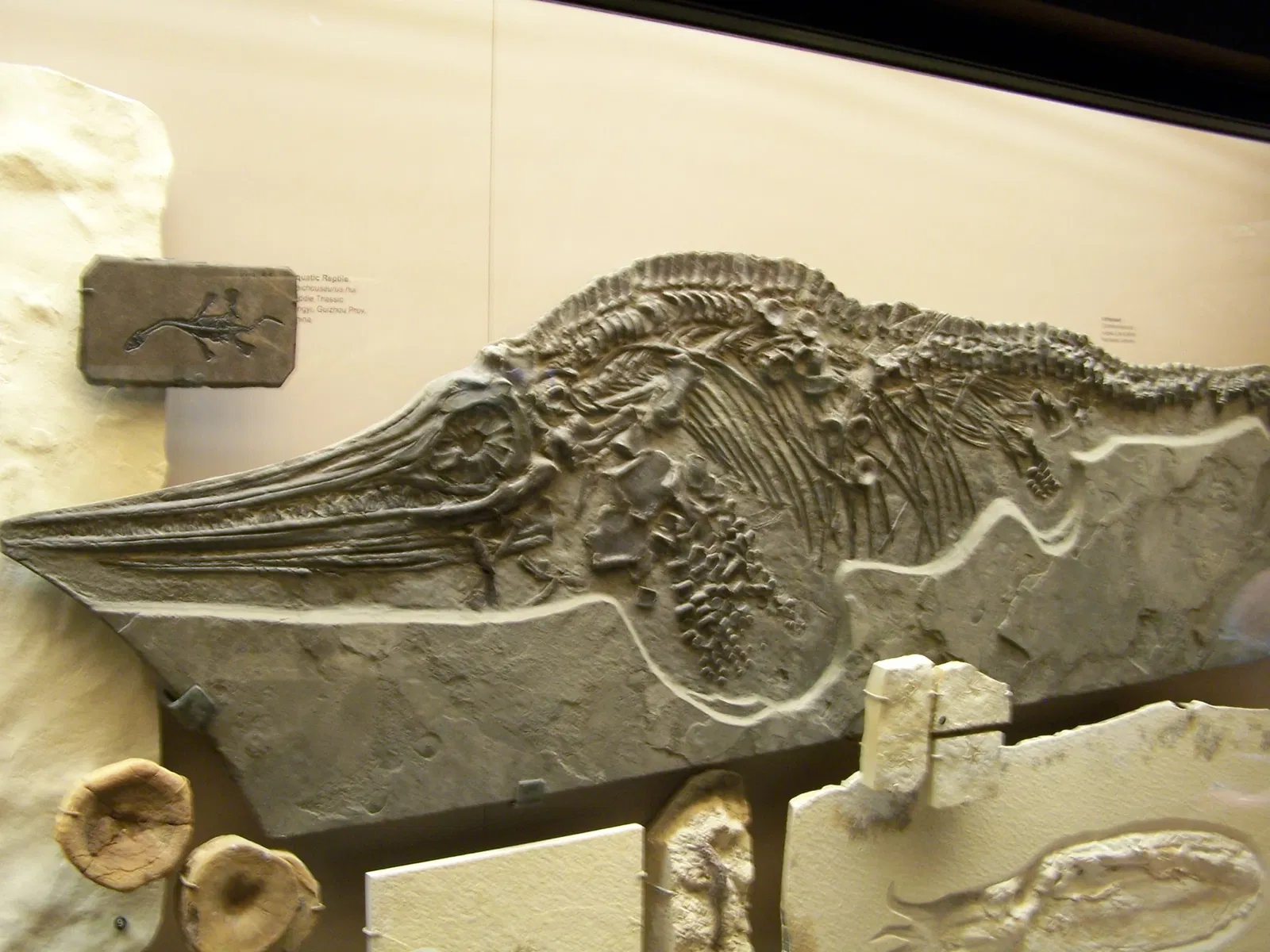 Museum of Ancient Life - Thanksgiving Point