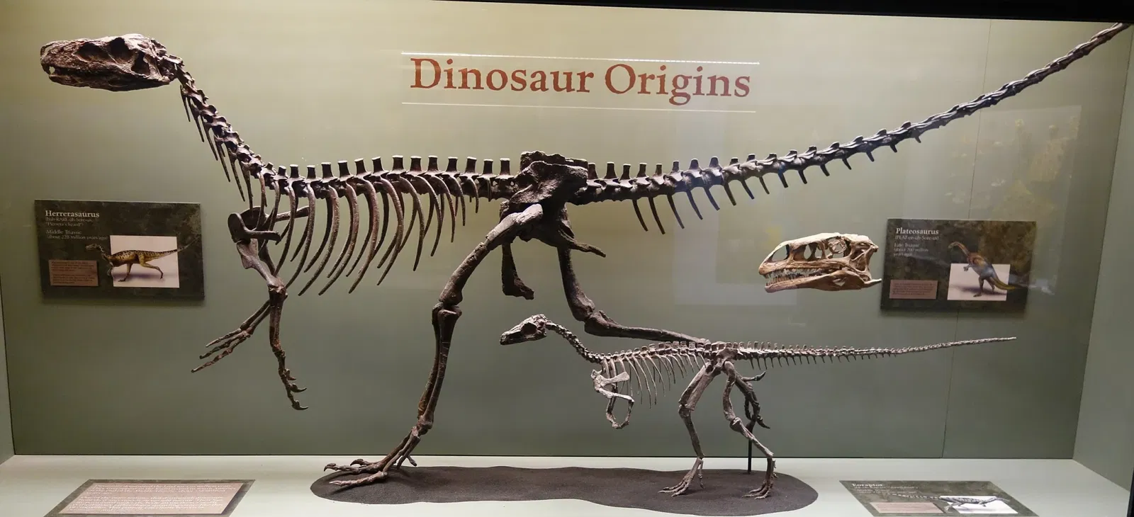 Museum of Ancient Life - Thanksgiving Point