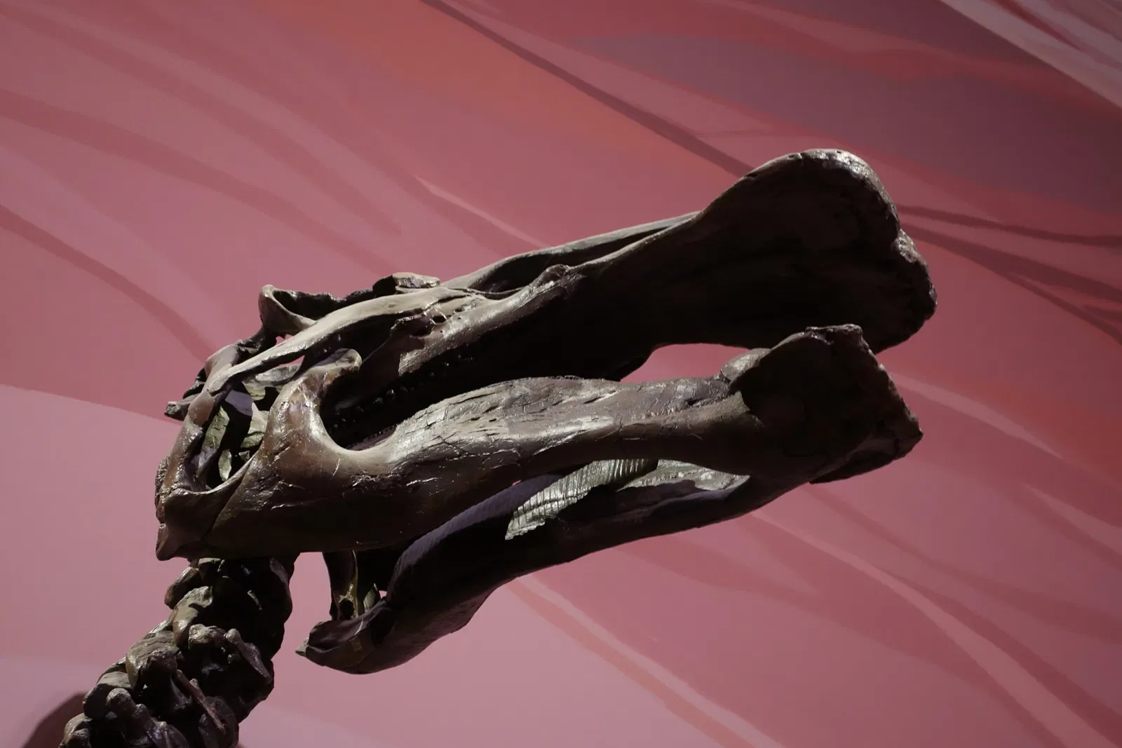 Museum of Ancient Life - Thanksgiving Point