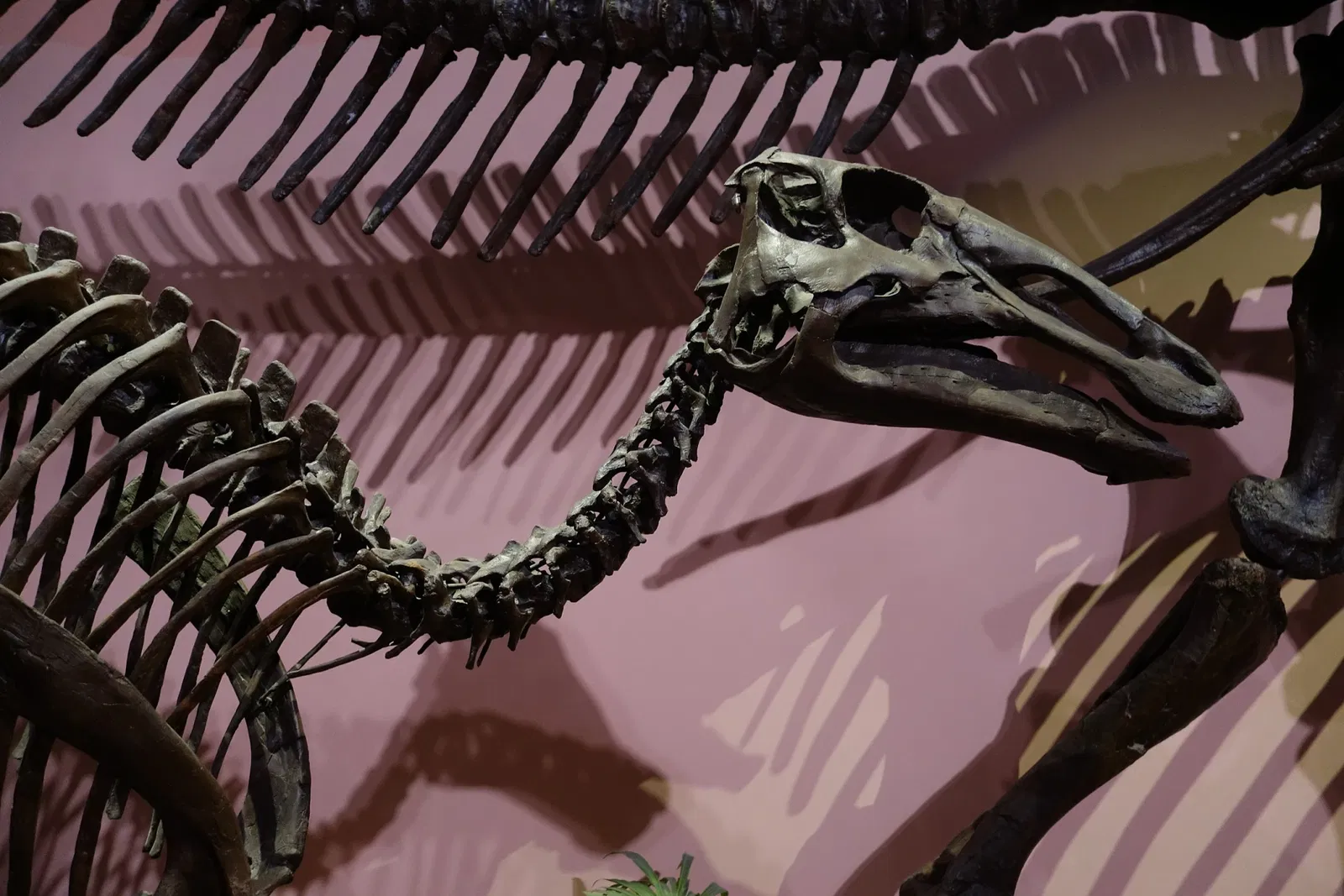 Museum of Ancient Life - Thanksgiving Point