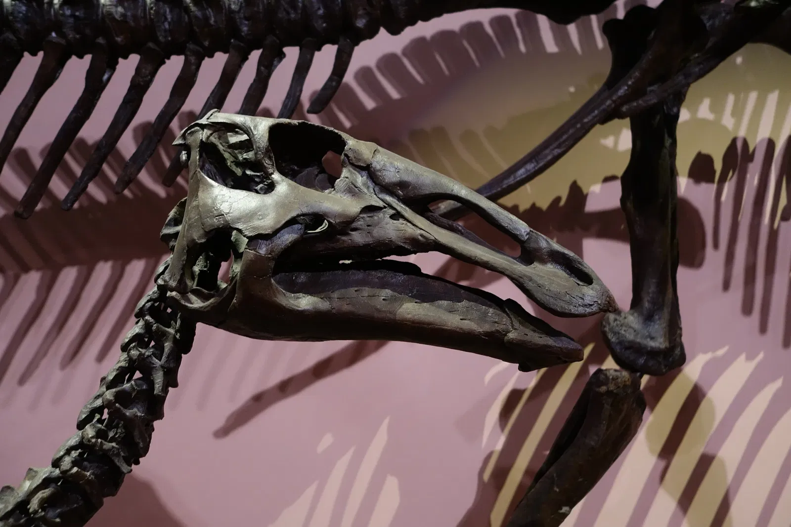 Museum of Ancient Life - Thanksgiving Point