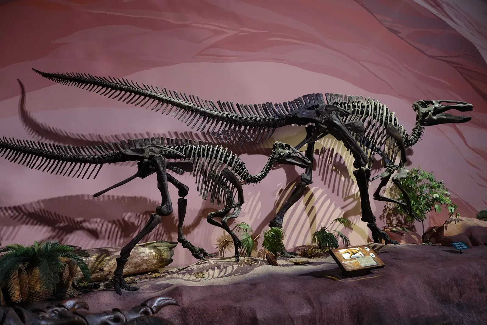 Museum of Ancient Life - Thanksgiving Point