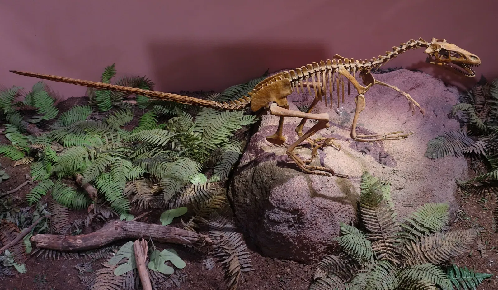 Museum of Ancient Life - Thanksgiving Point