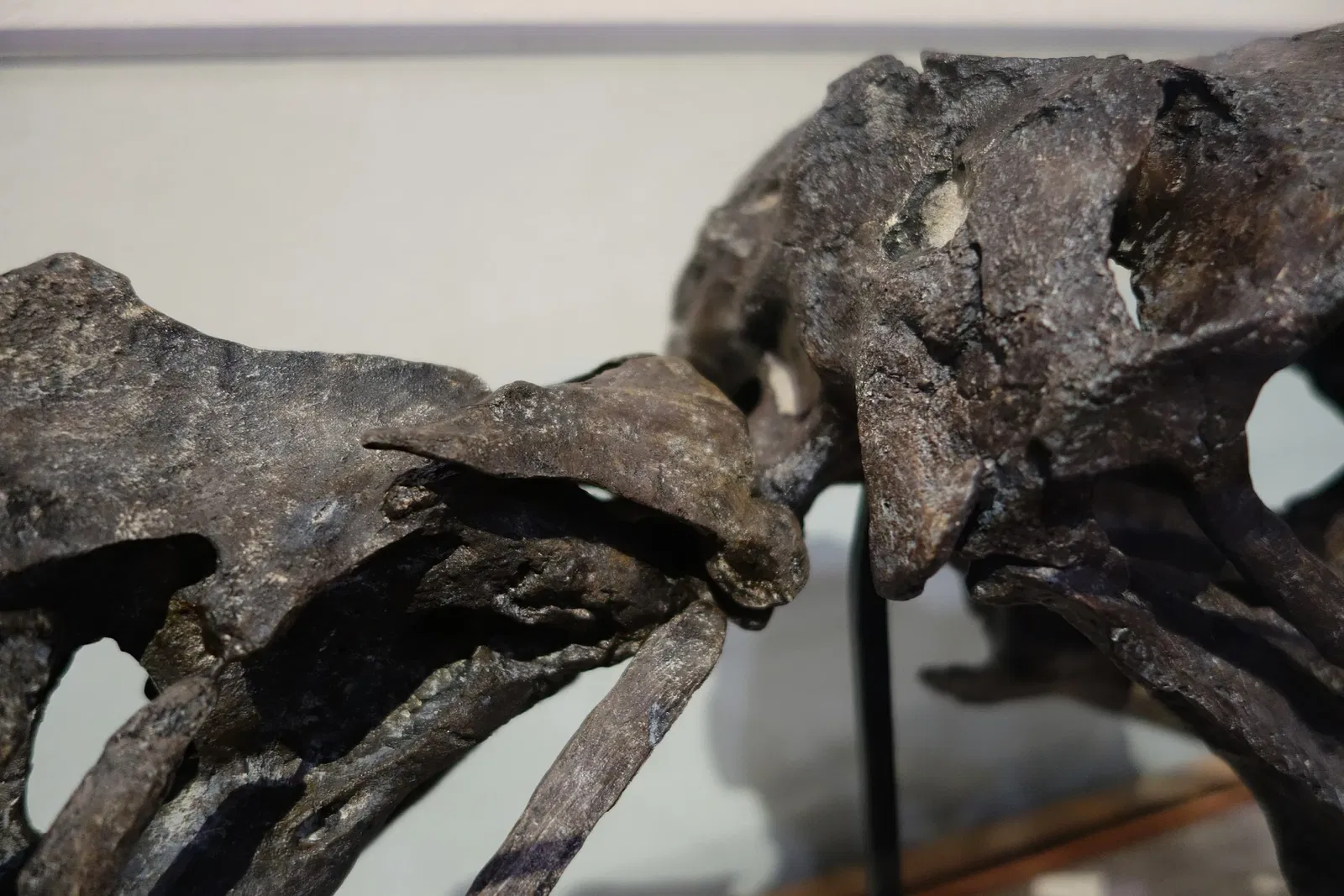 Museum of Ancient Life - Thanksgiving Point