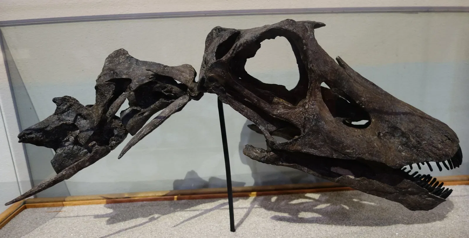 Museum of Ancient Life - Thanksgiving Point