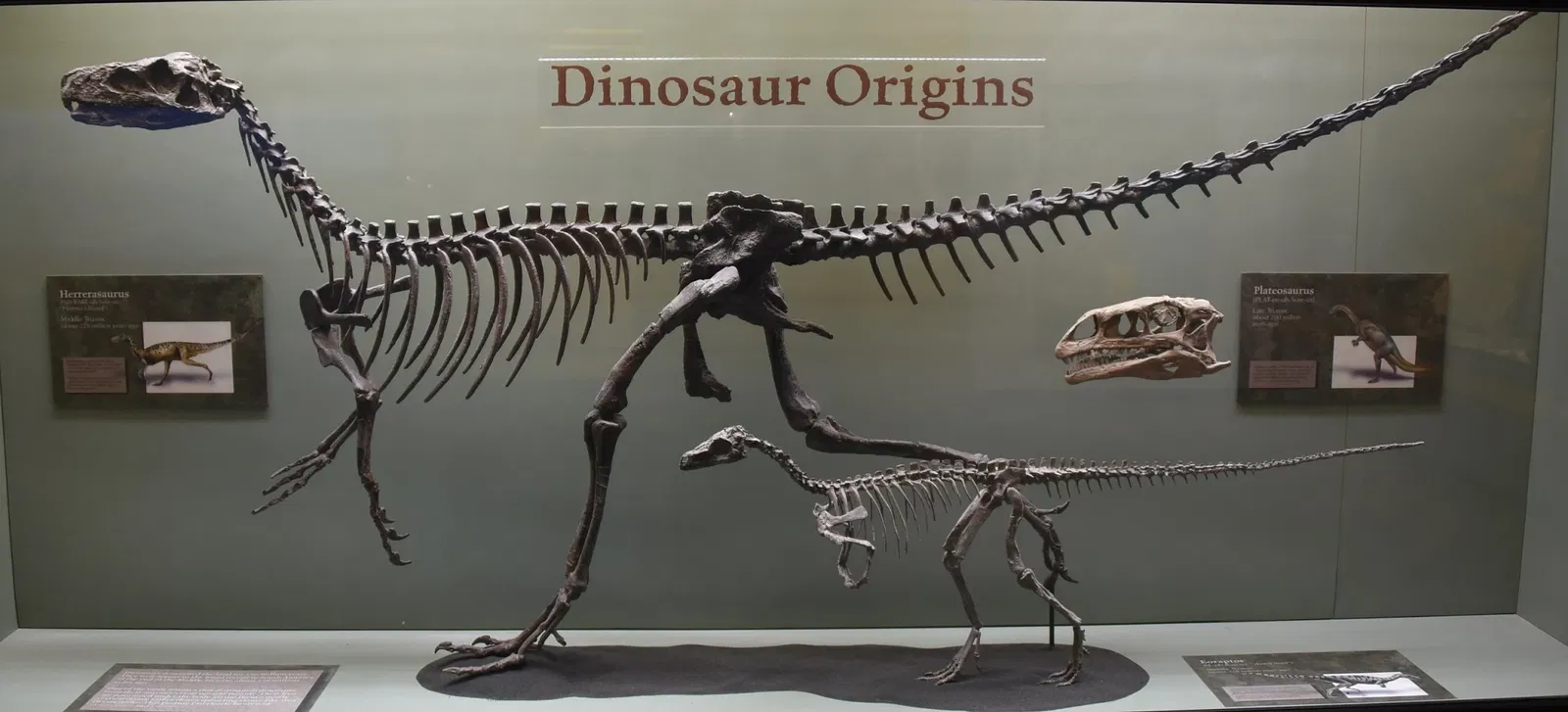 Museum of Ancient Life - Thanksgiving Point