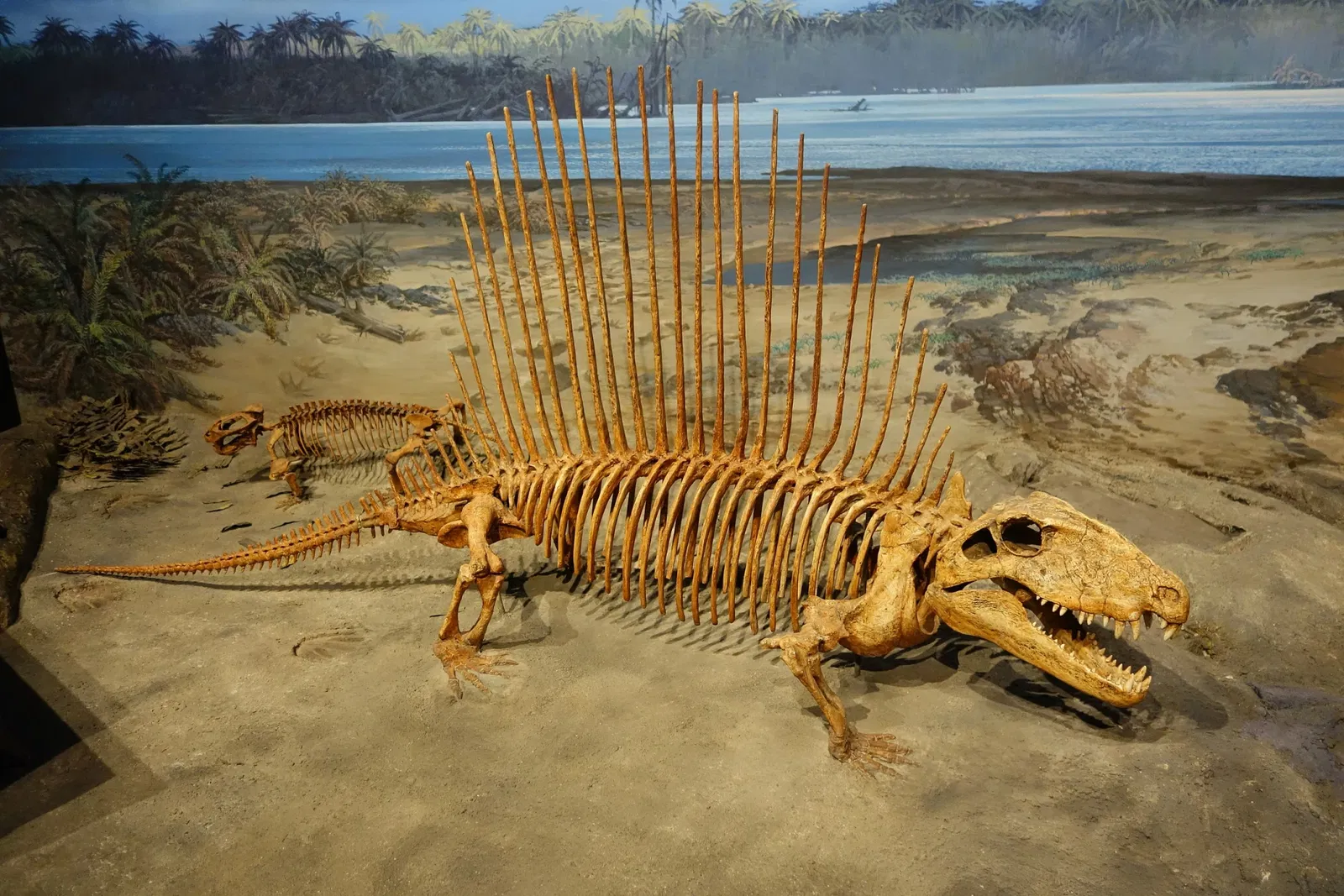 Museum of Ancient Life - Thanksgiving Point