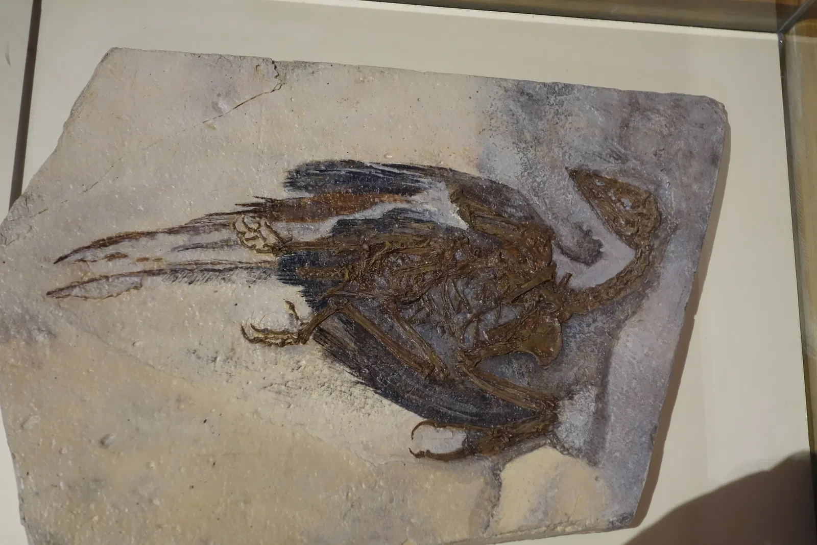 Museum of Ancient Life - Thanksgiving Point