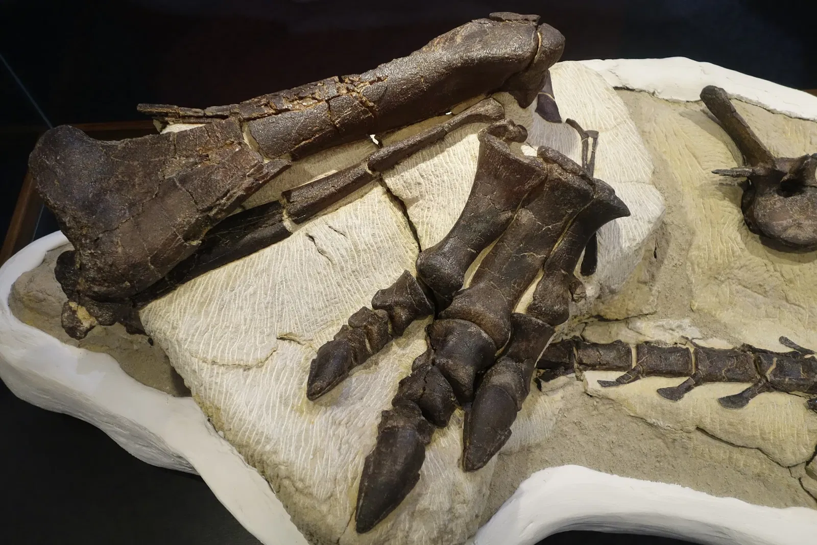 Museum of Ancient Life - Thanksgiving Point