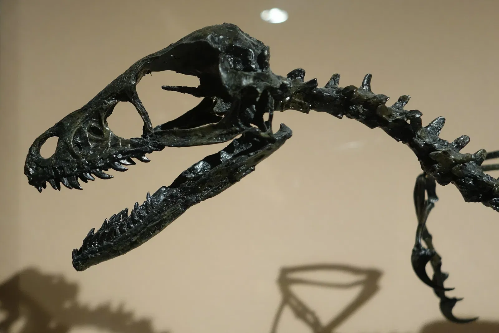 Museum of Ancient Life - Thanksgiving Point