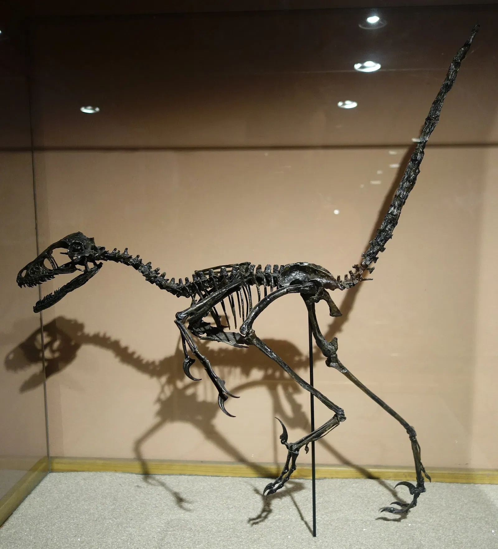 Museum of Ancient Life - Thanksgiving Point