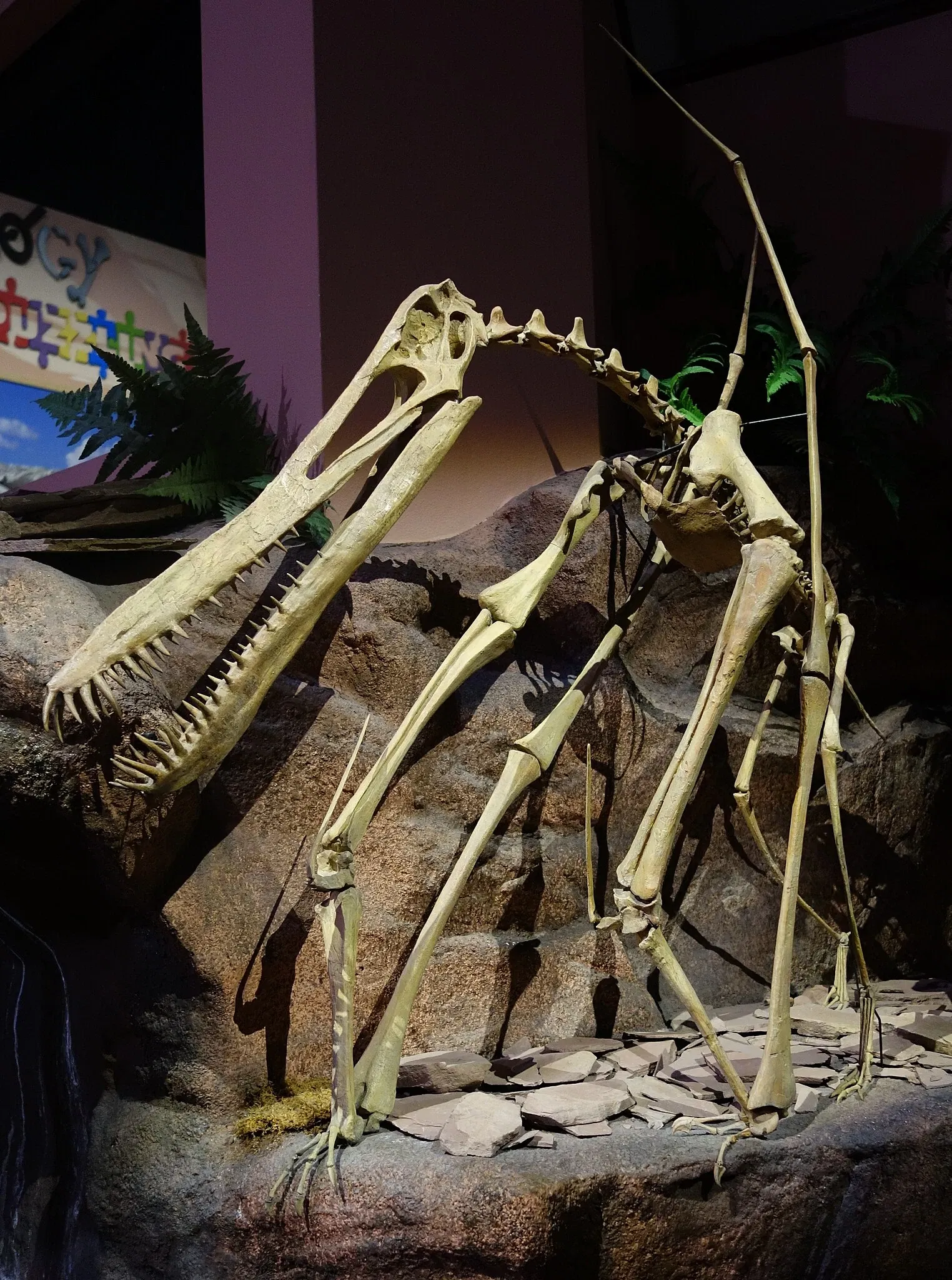 Museum of Ancient Life - Thanksgiving Point