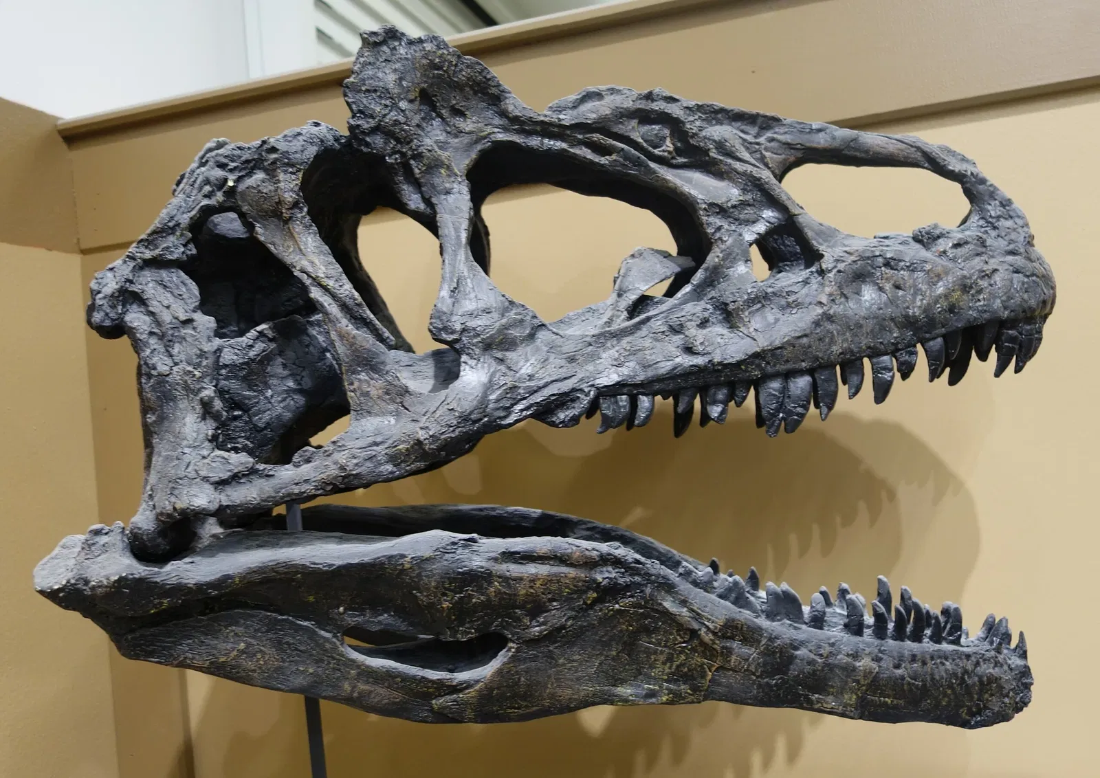 Museum of Ancient Life - Thanksgiving Point