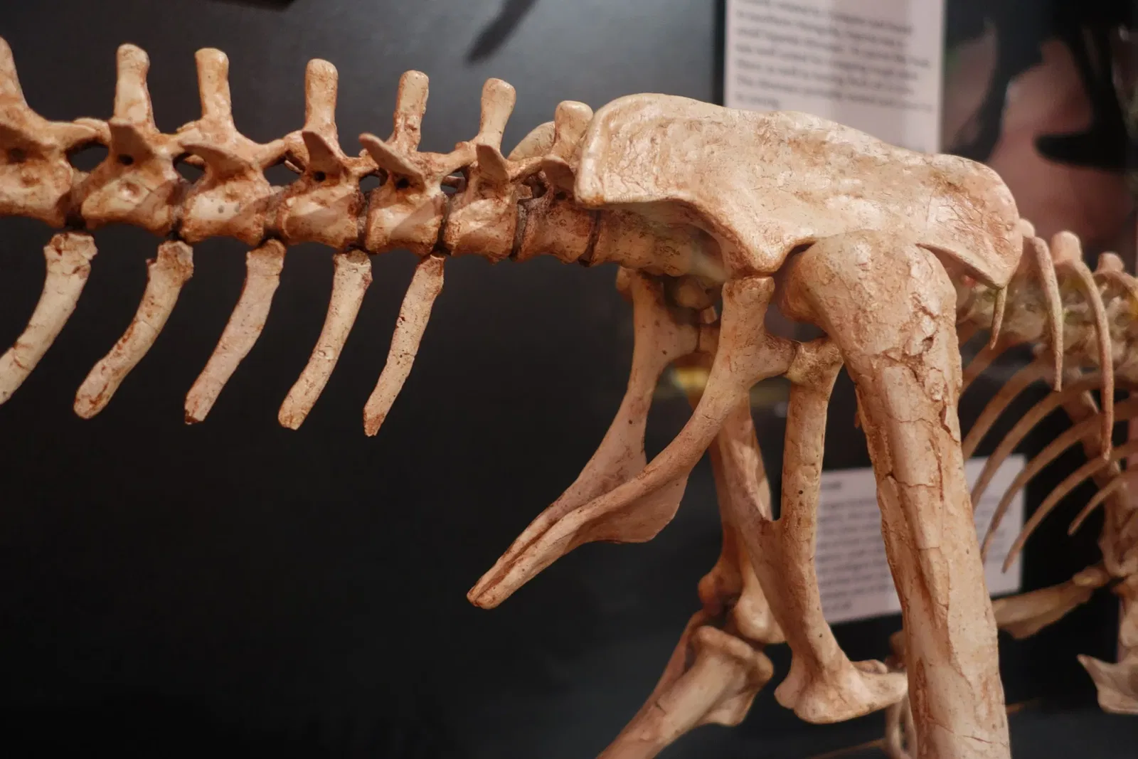 Museum of Ancient Life - Thanksgiving Point