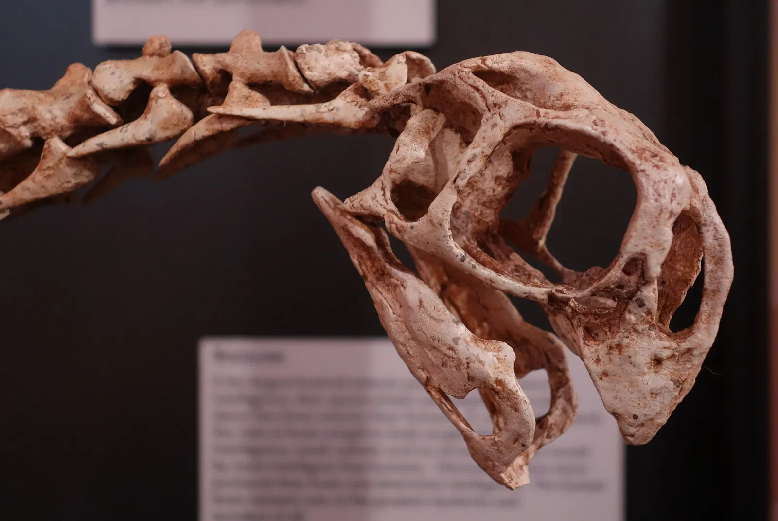 Museum of Ancient Life - Thanksgiving Point