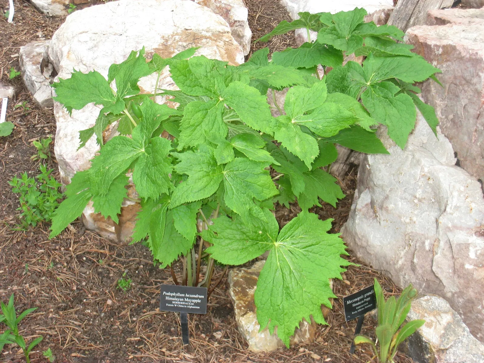Betty Ford Alpine Gardens Education Center