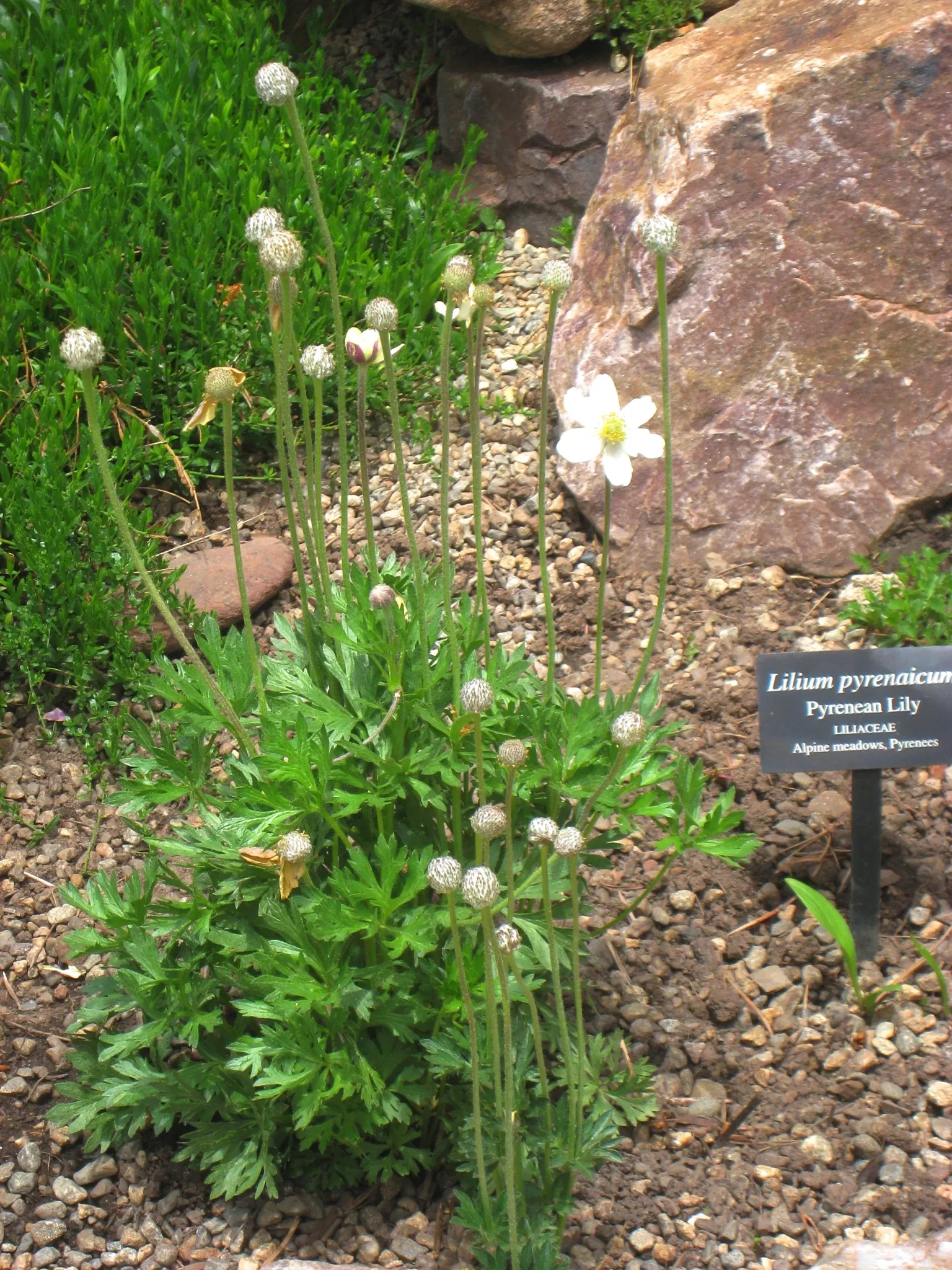 Betty Ford Alpine Gardens Education Center