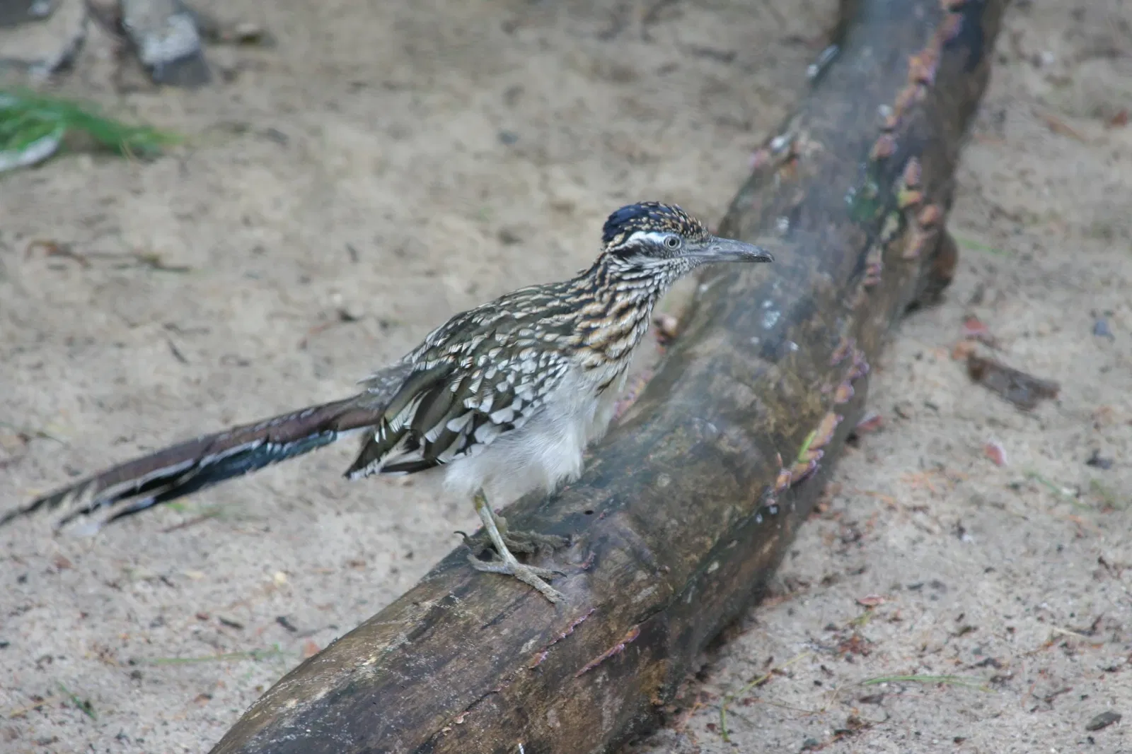 Bignhamton Zoo At Ross Park