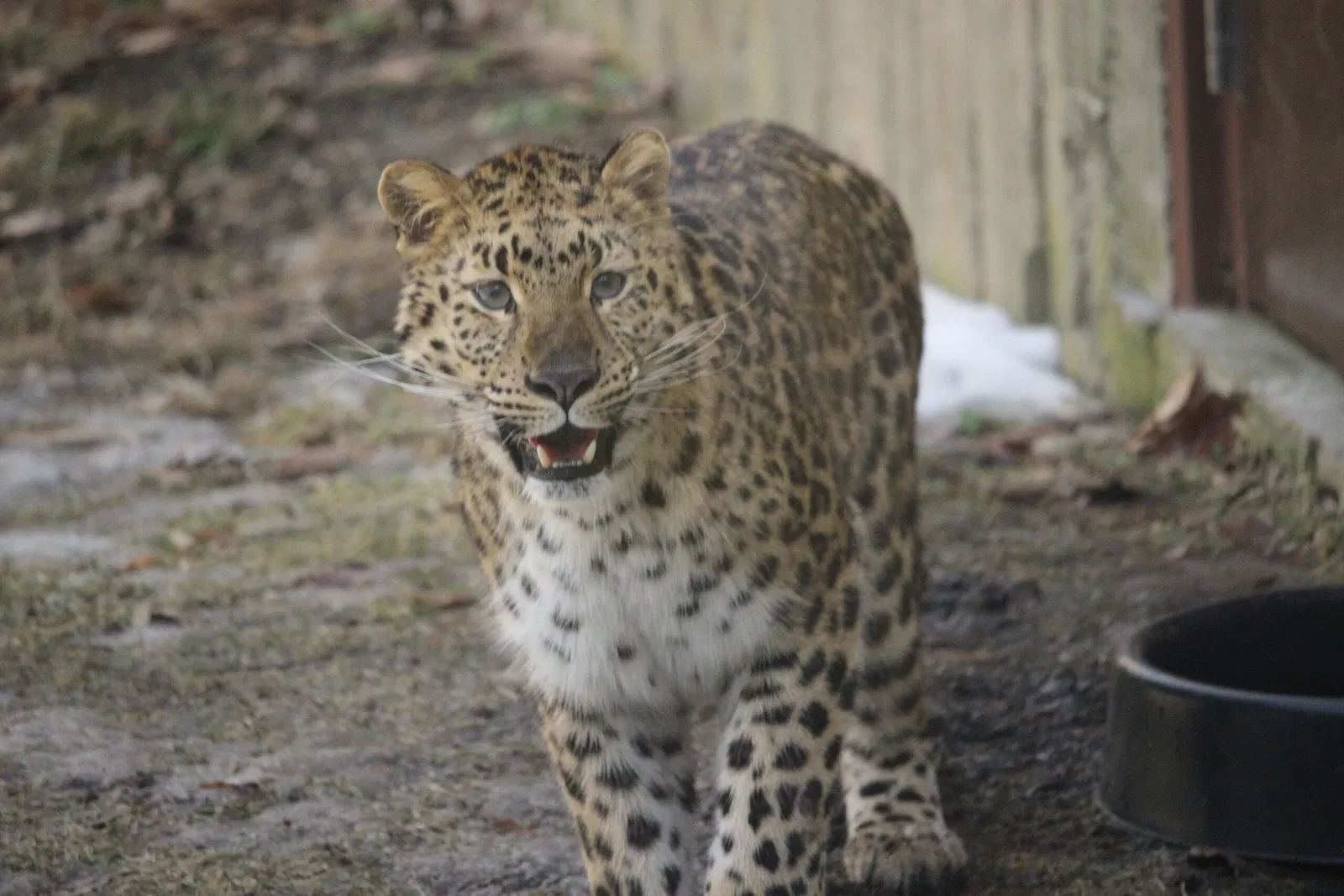 Bignhamton Zoo At Ross Park