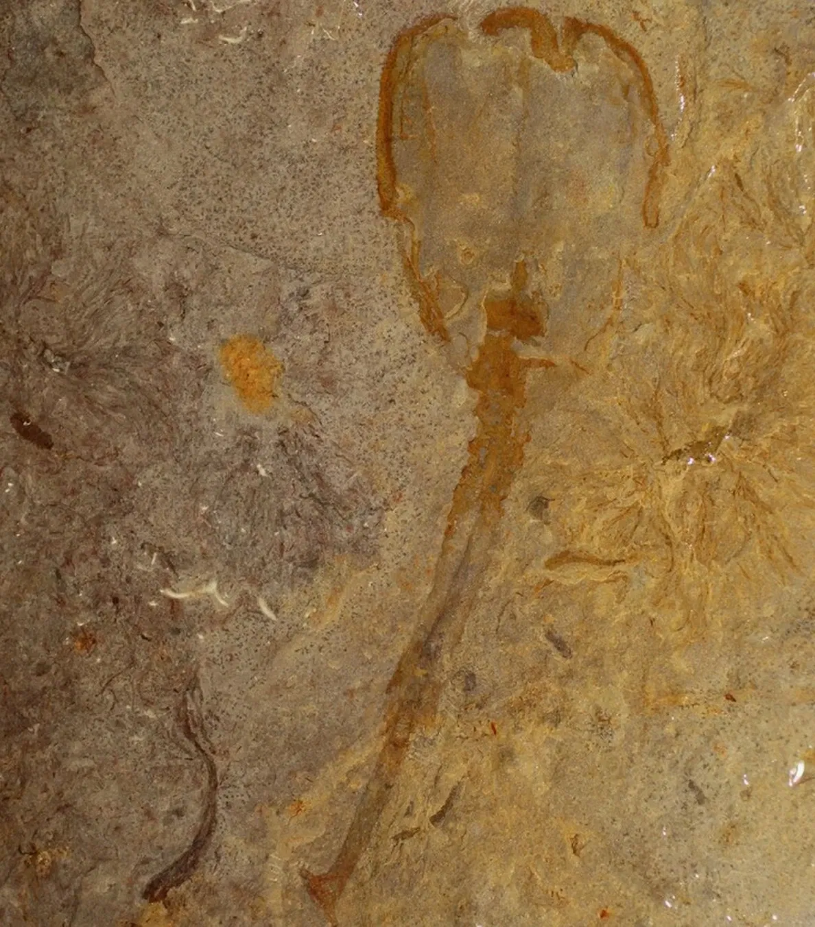 KU Biodiversity Institute & Natural History Museum