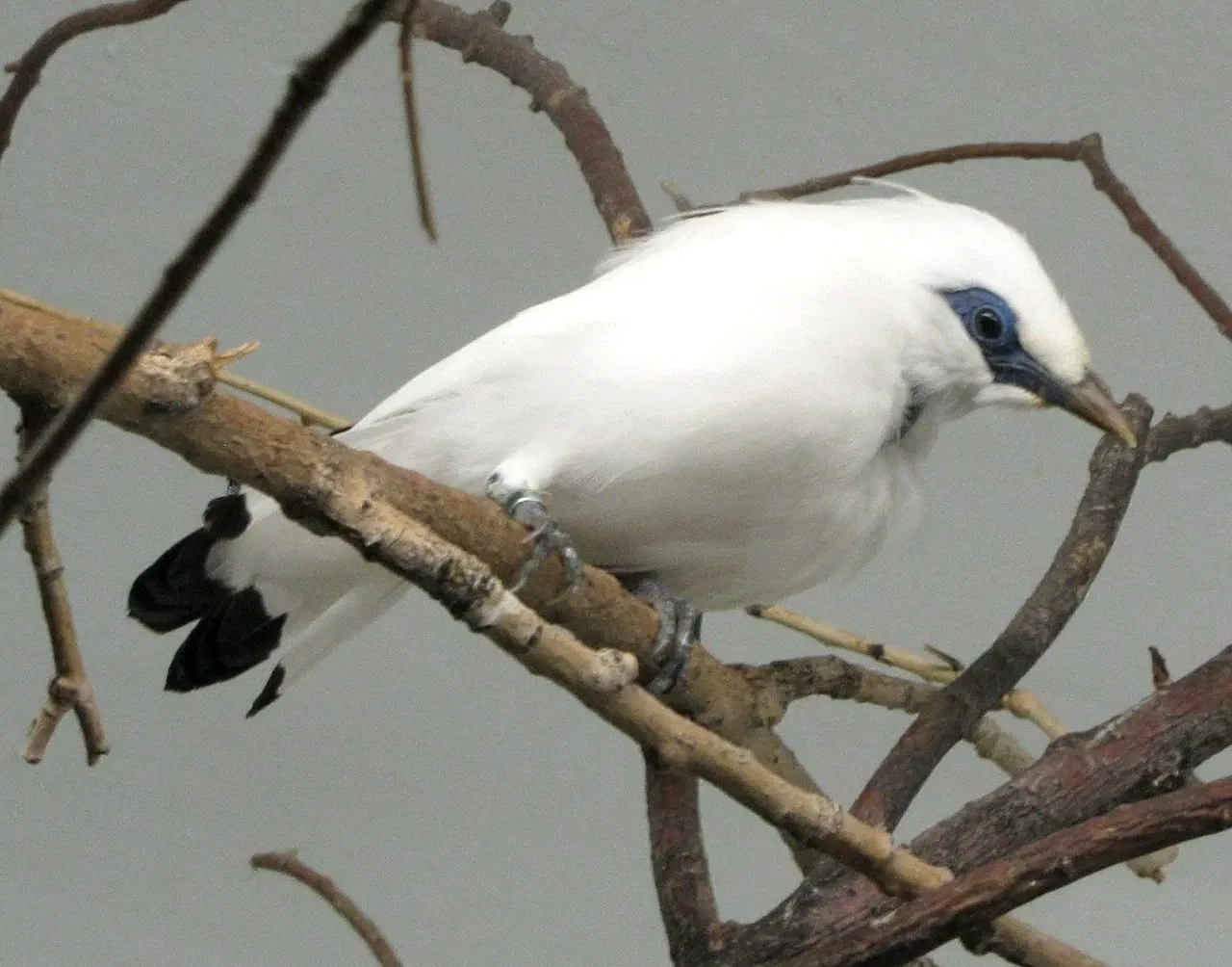 Zoológico de Pueblo