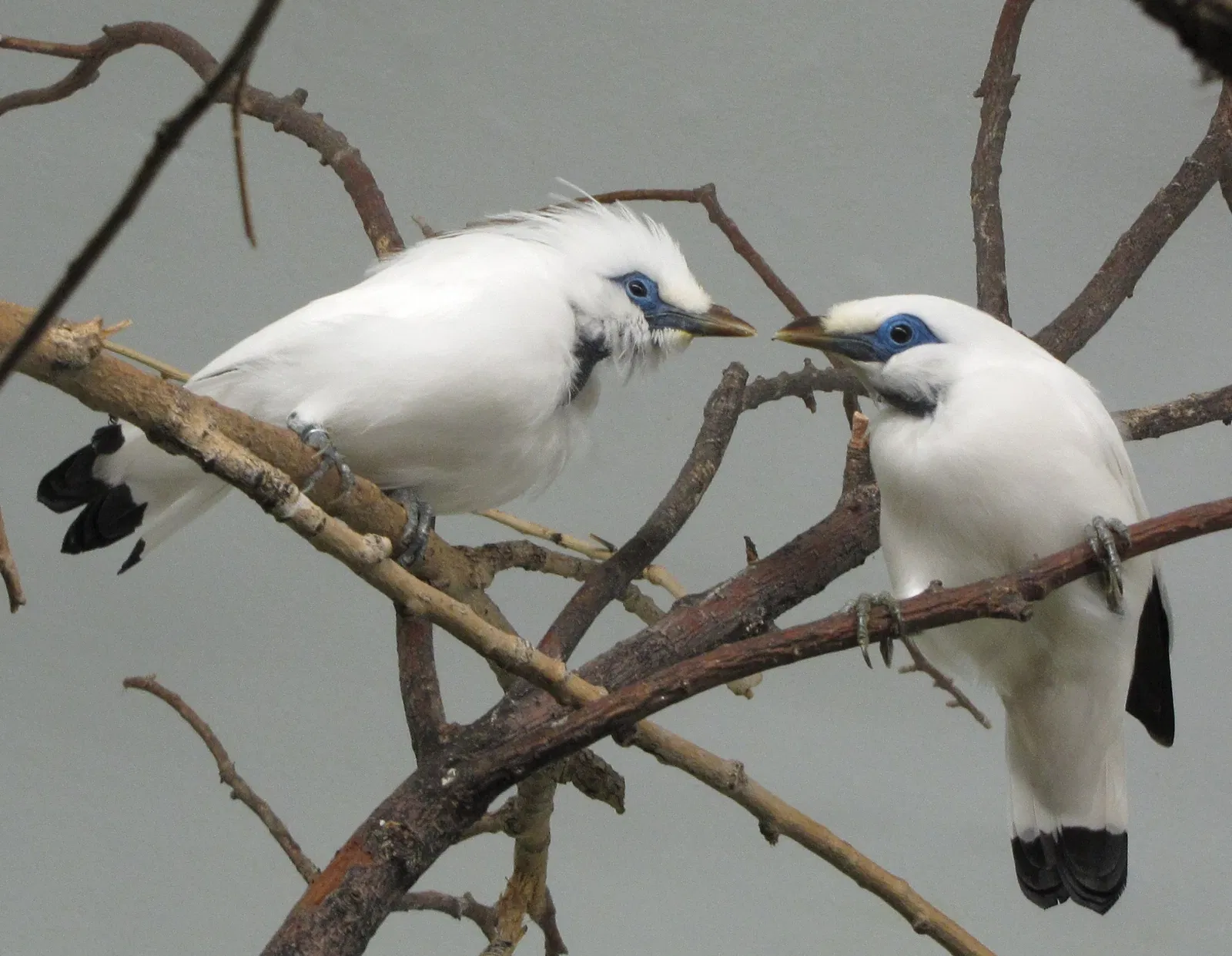 Zoológico de Pueblo