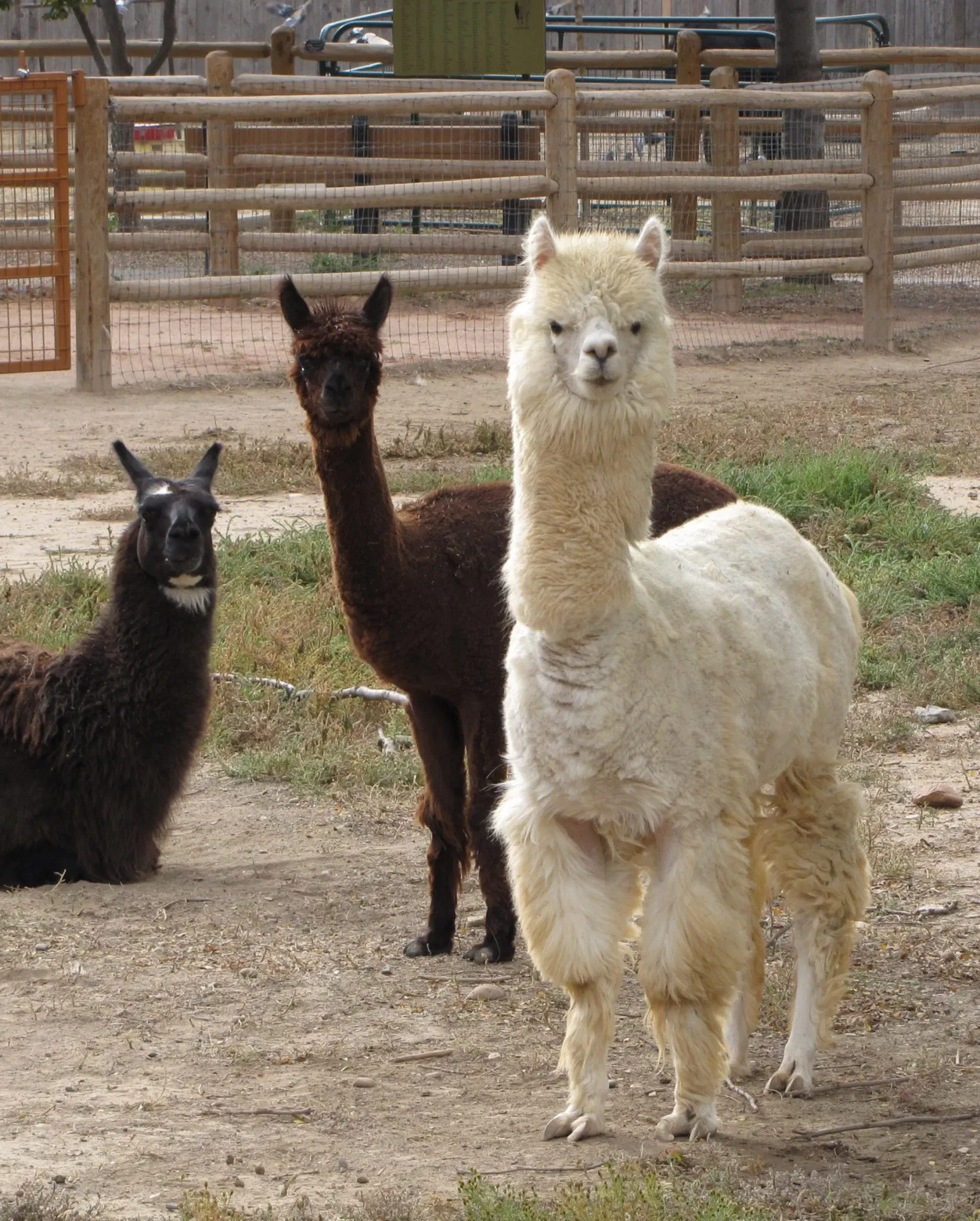 Zoológico de Pueblo