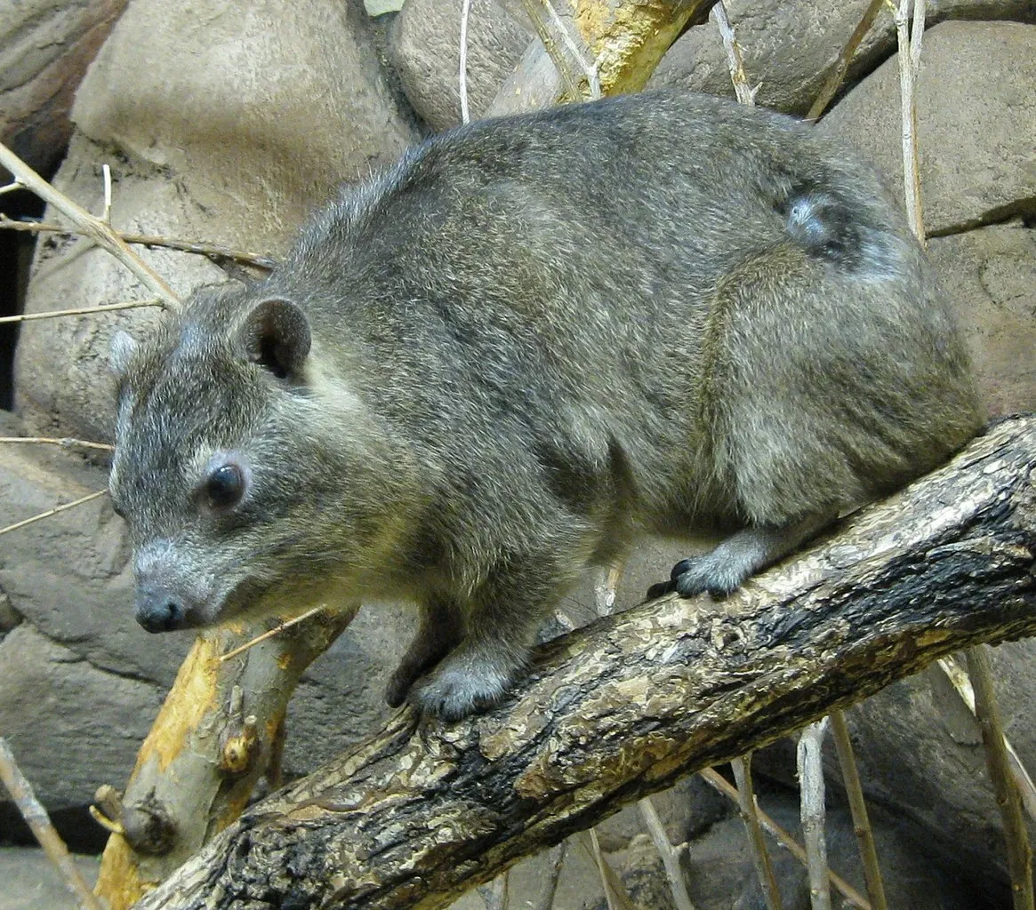 Zoológico de Pueblo