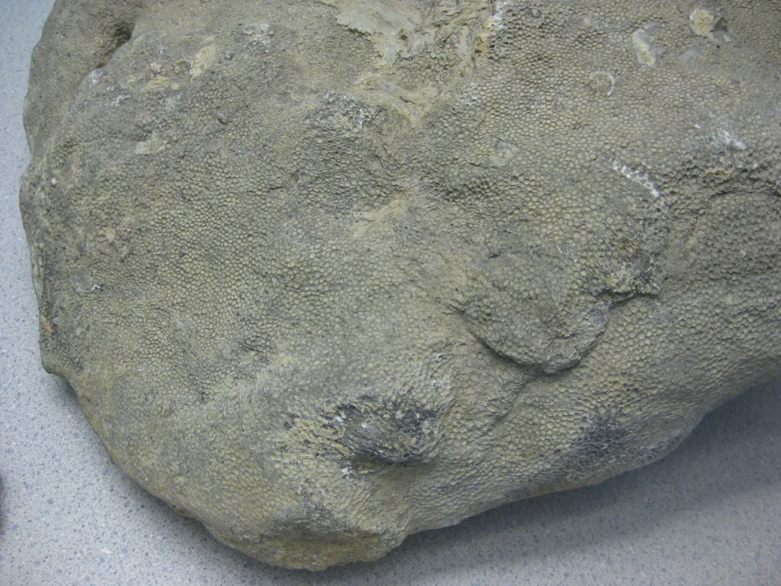 State Museum of Pennsylvania