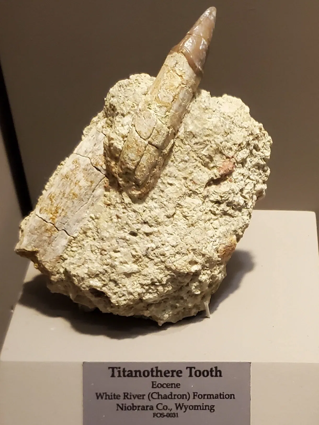 Tellus Science Museum