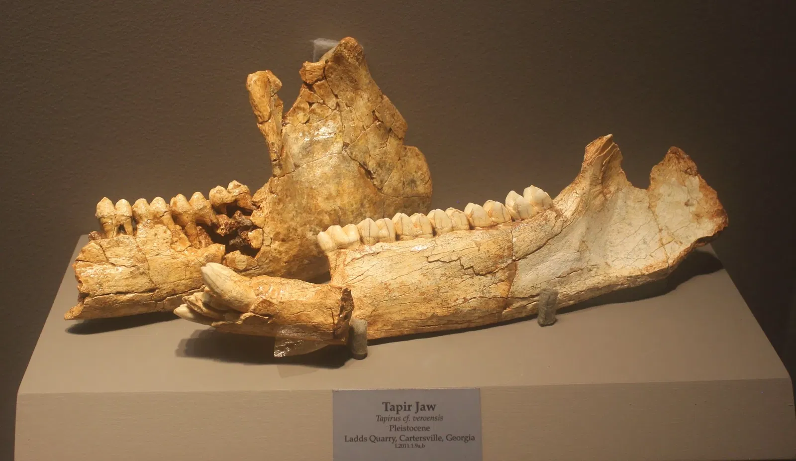 Tellus Science Museum