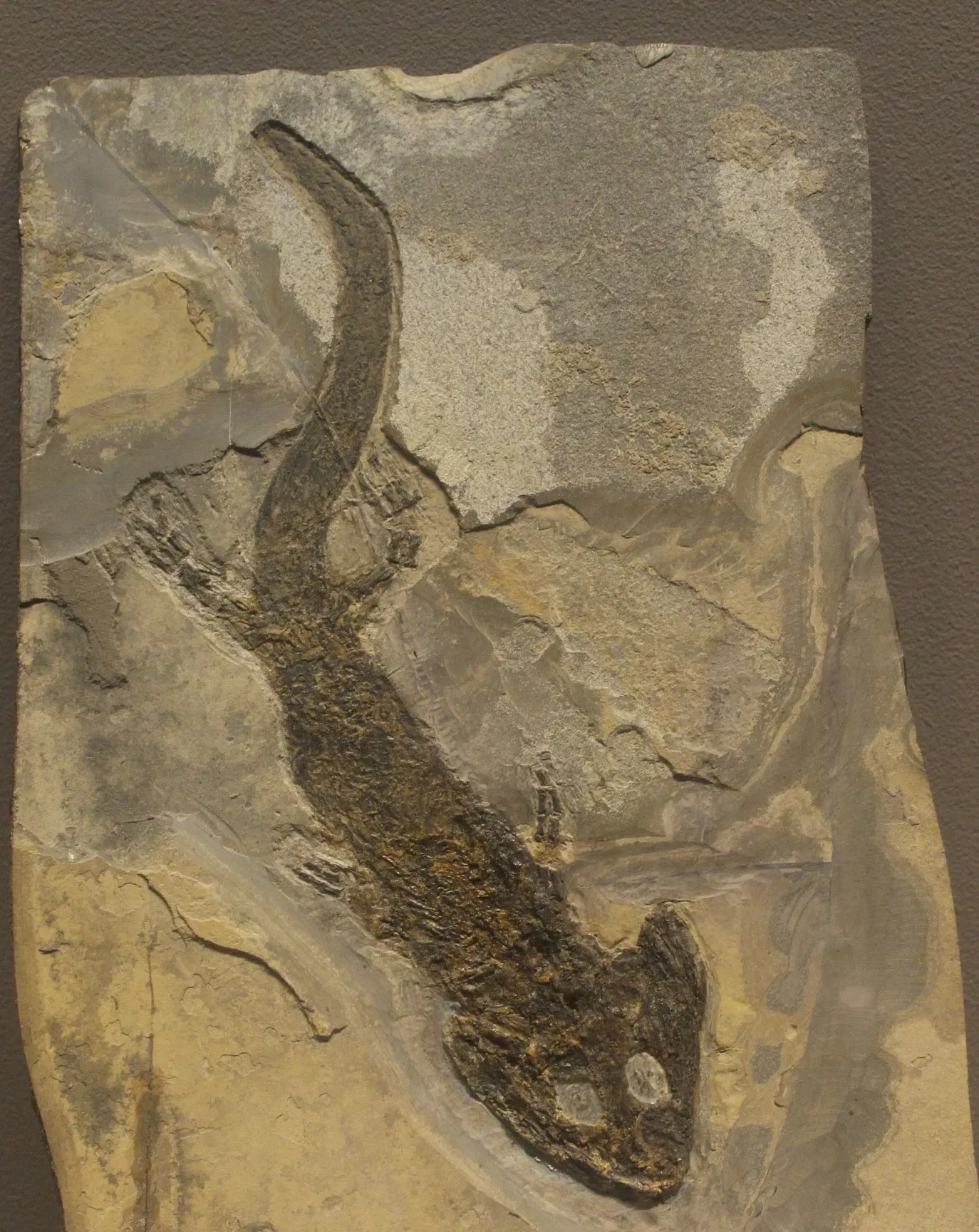 Tellus Science Museum