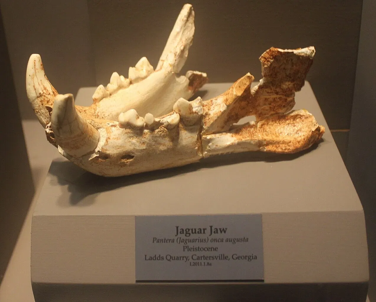 Tellus Science Museum