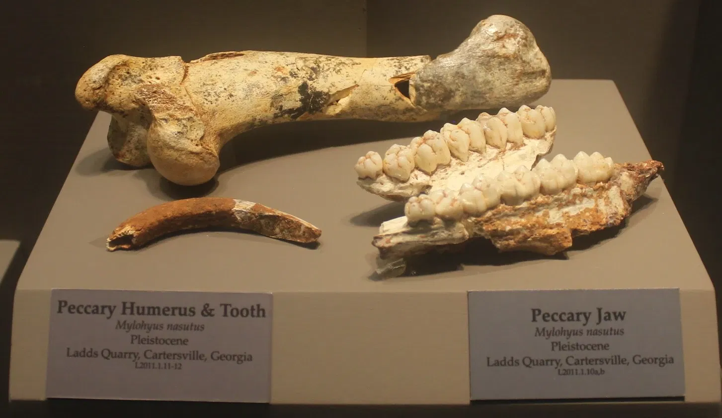 Tellus Science Museum