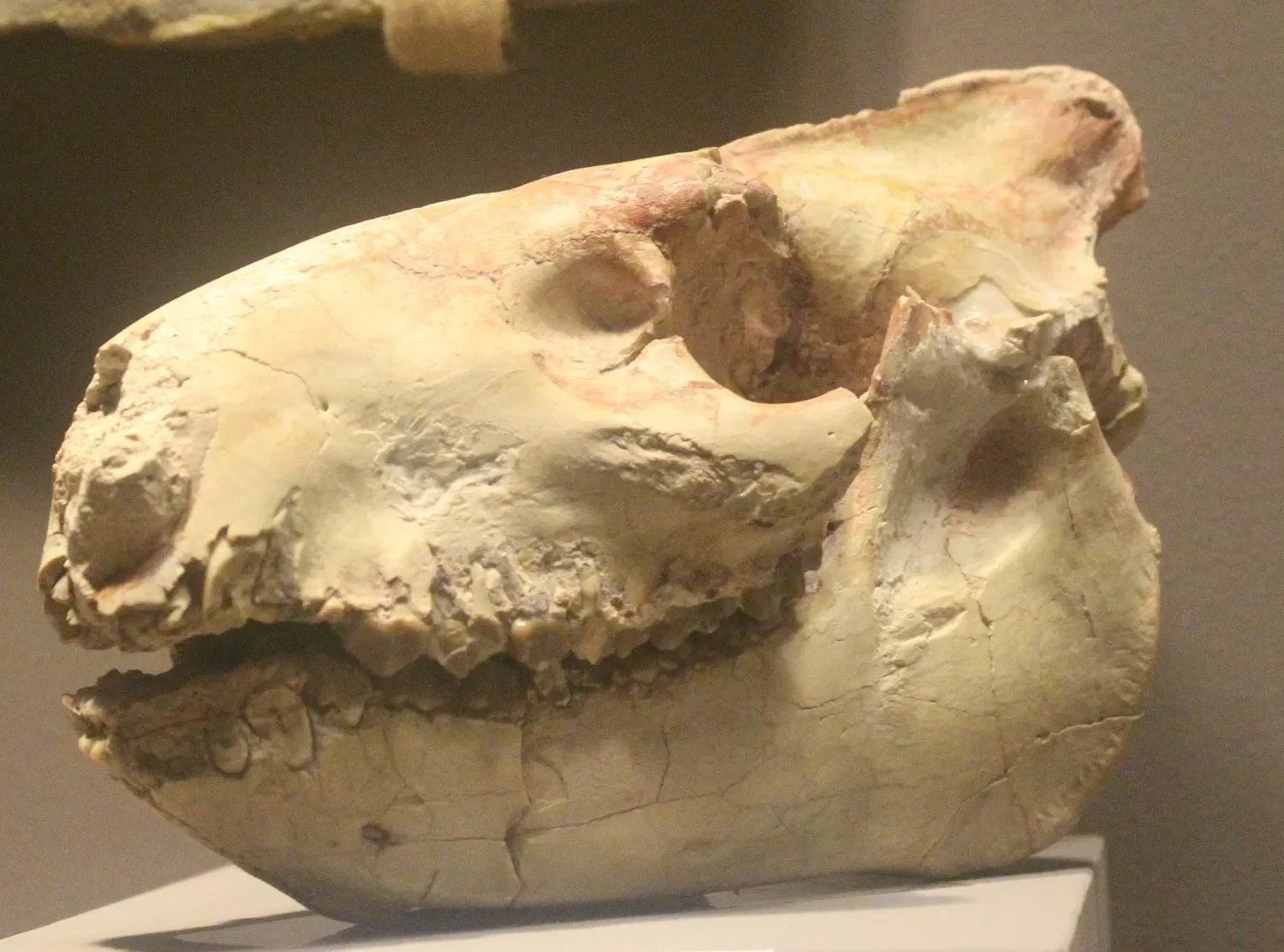 Tellus Science Museum