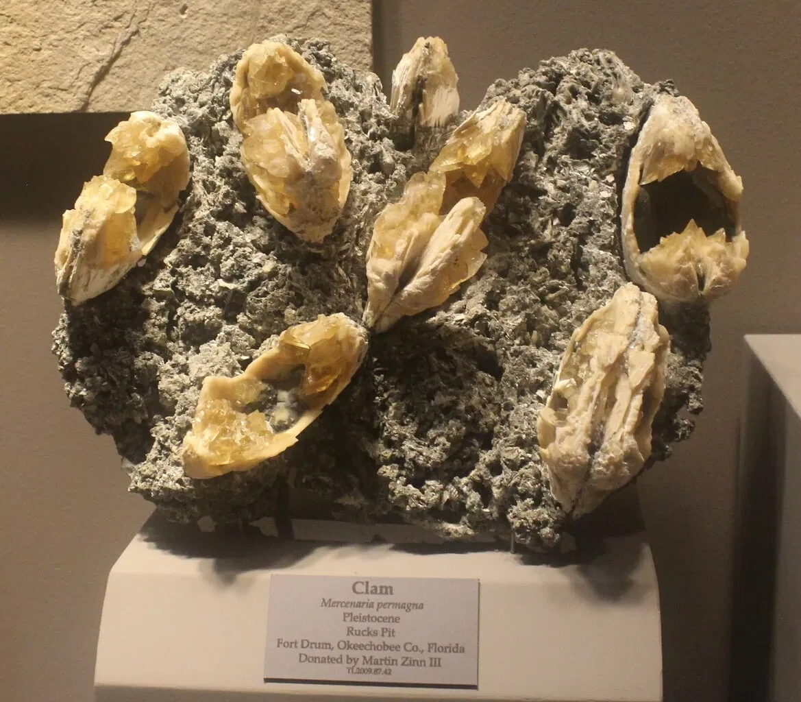 Tellus Science Museum