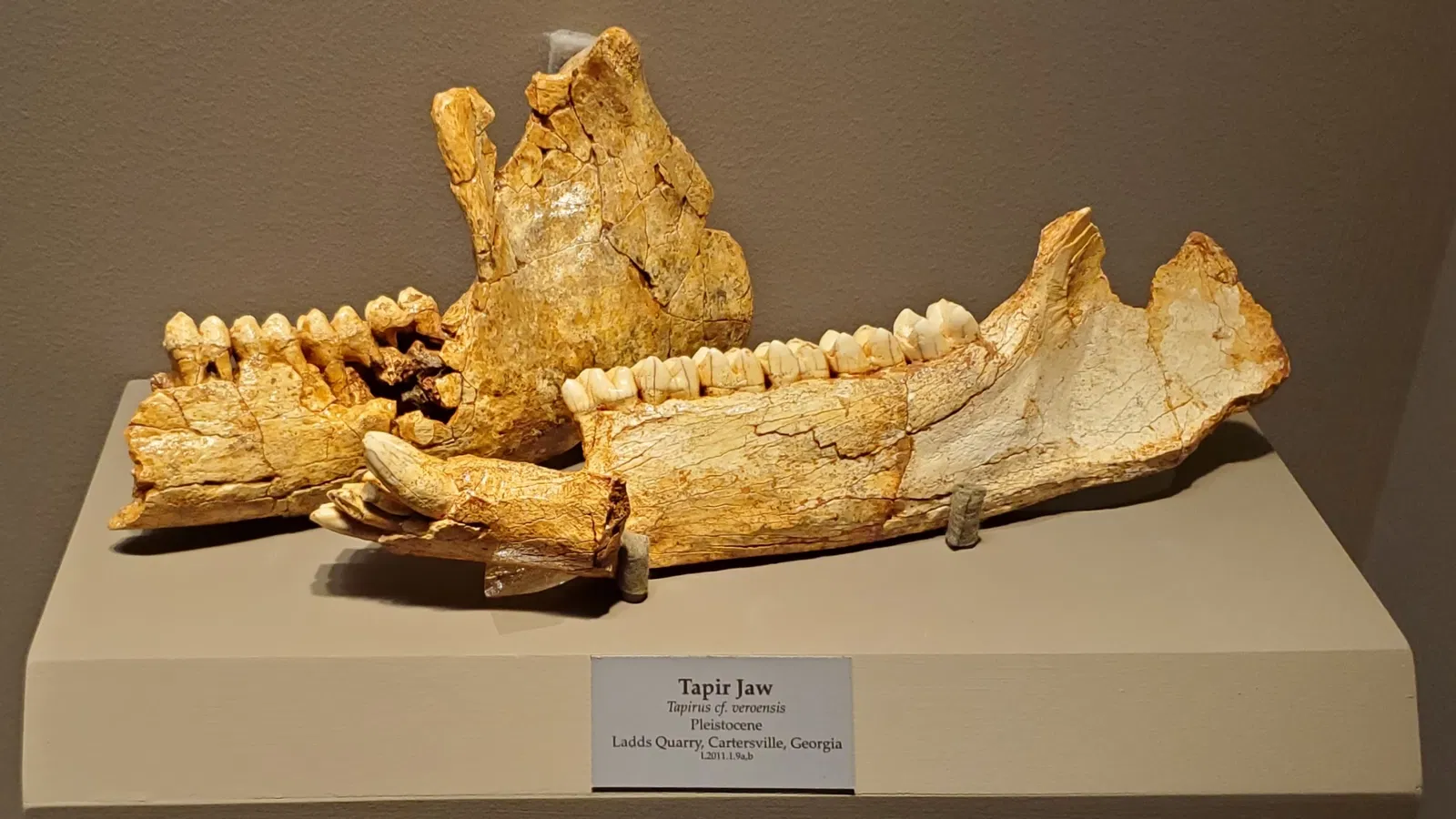 Tellus Science Museum