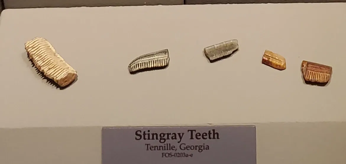 Tellus Science Museum