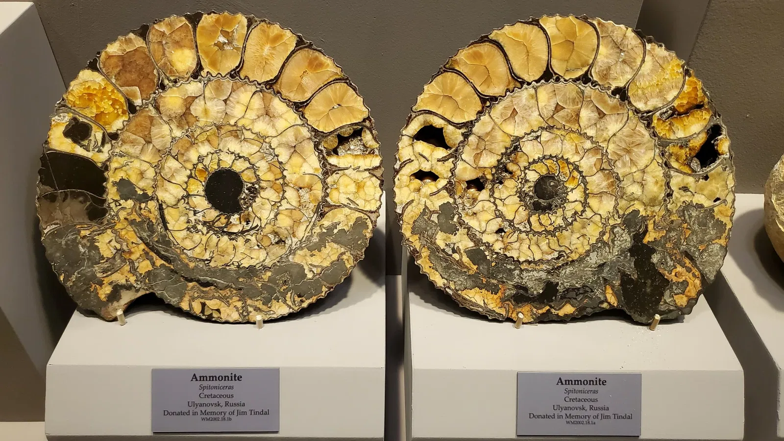 Tellus Science Museum