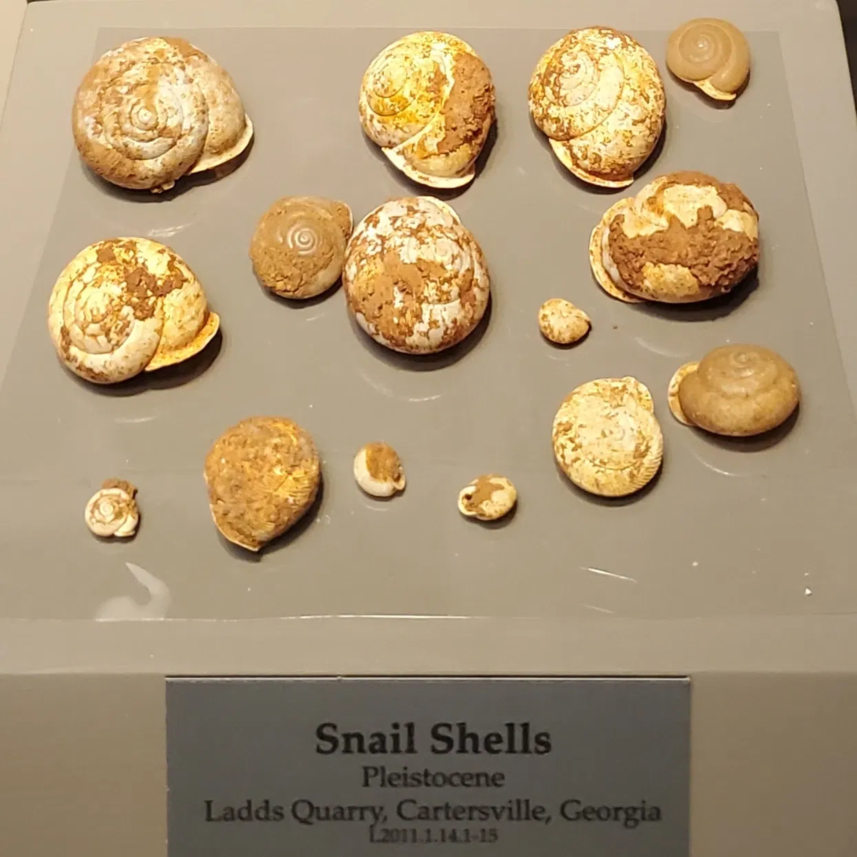 Tellus Science Museum