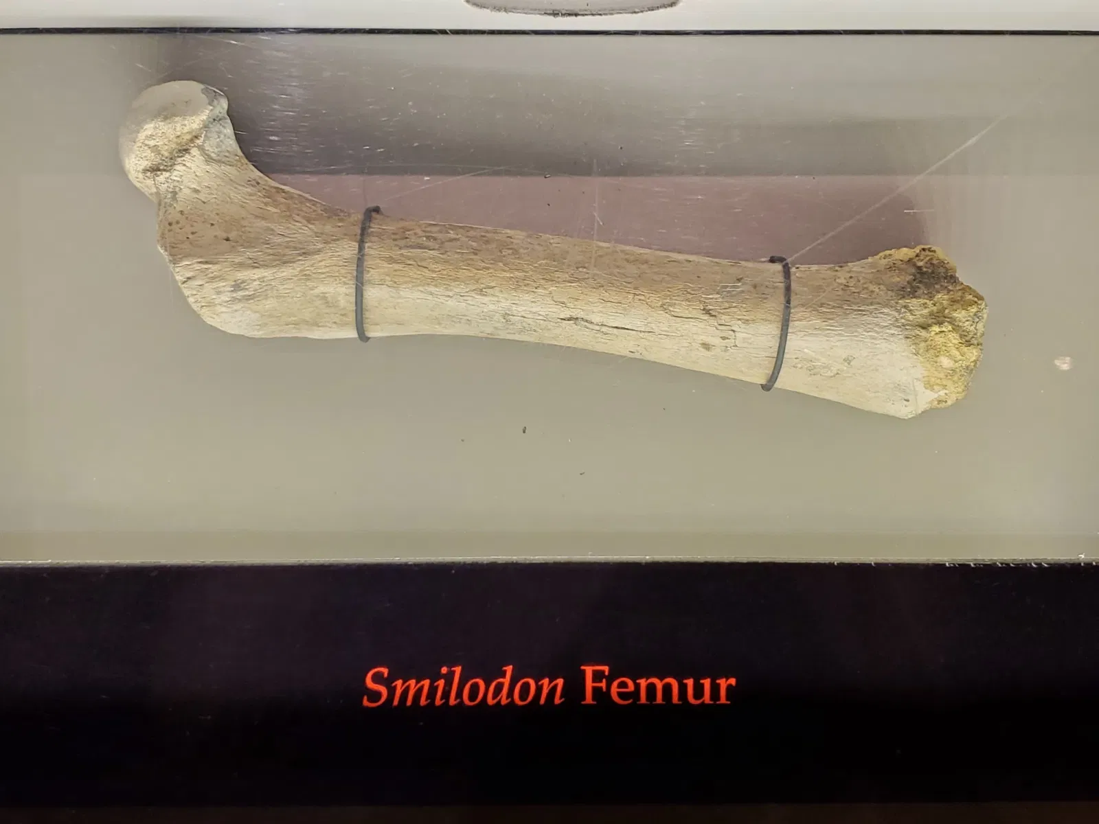 Tellus Science Museum