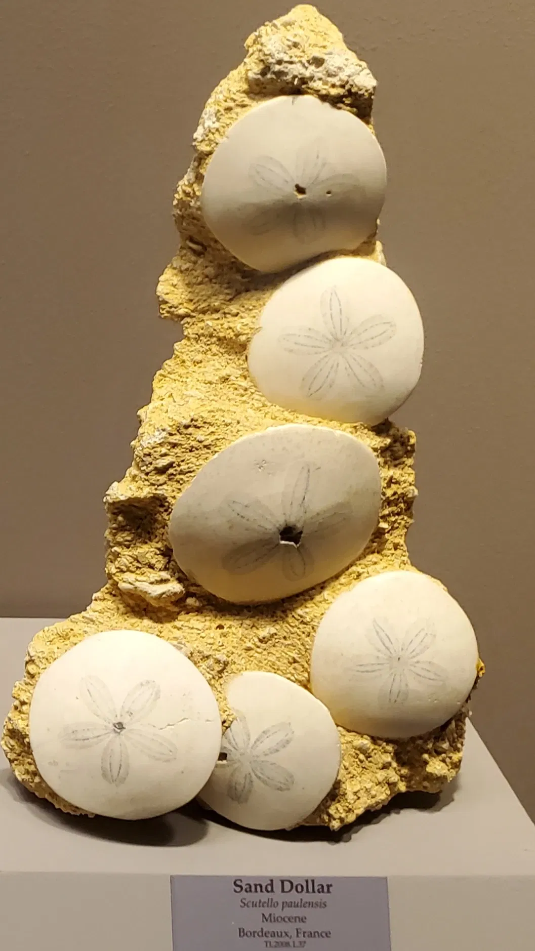 Tellus Science Museum