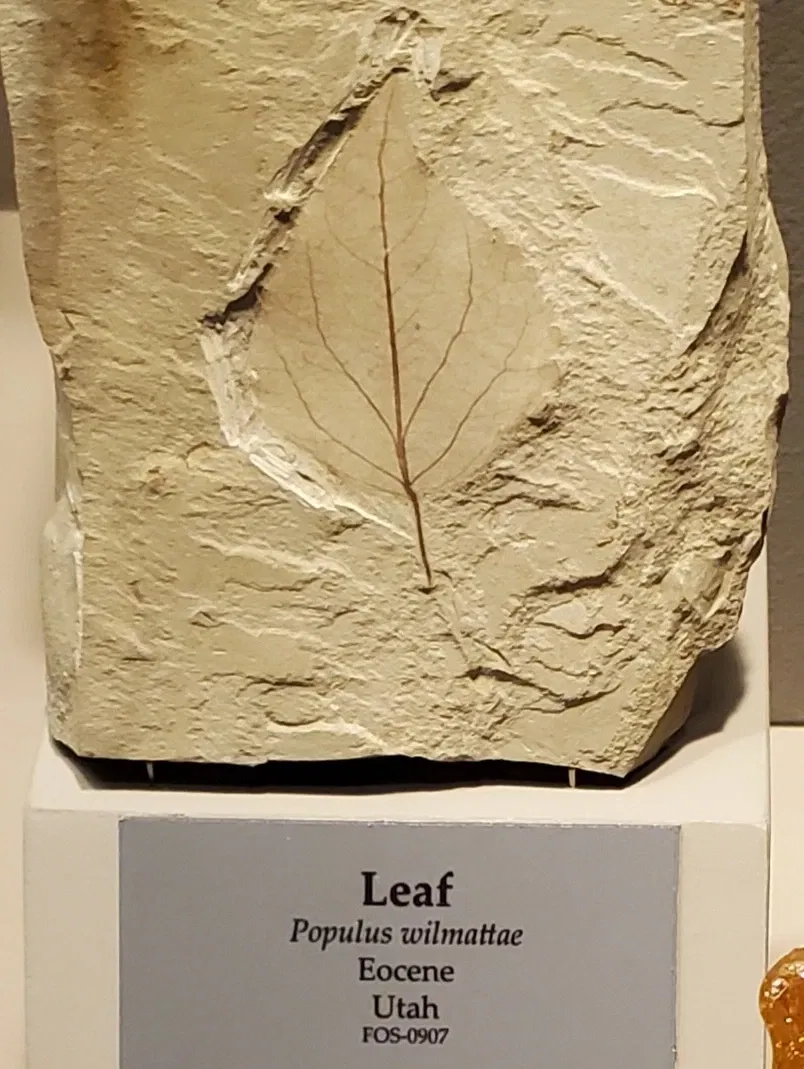 Tellus Science Museum