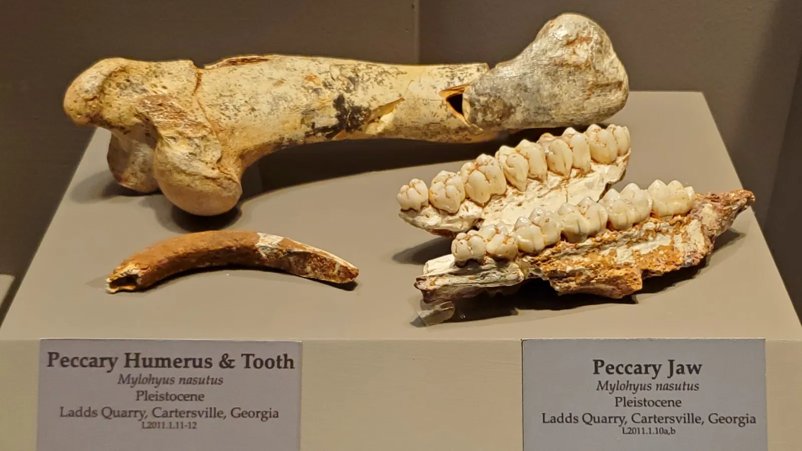 Tellus Science Museum