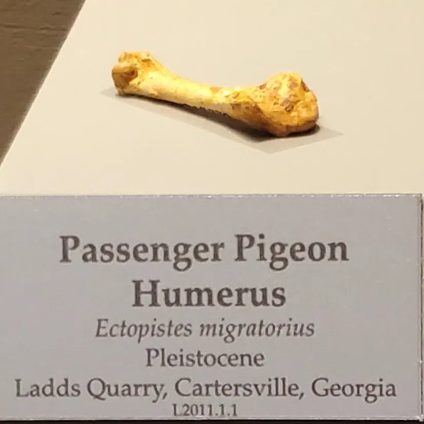 Tellus Science Museum