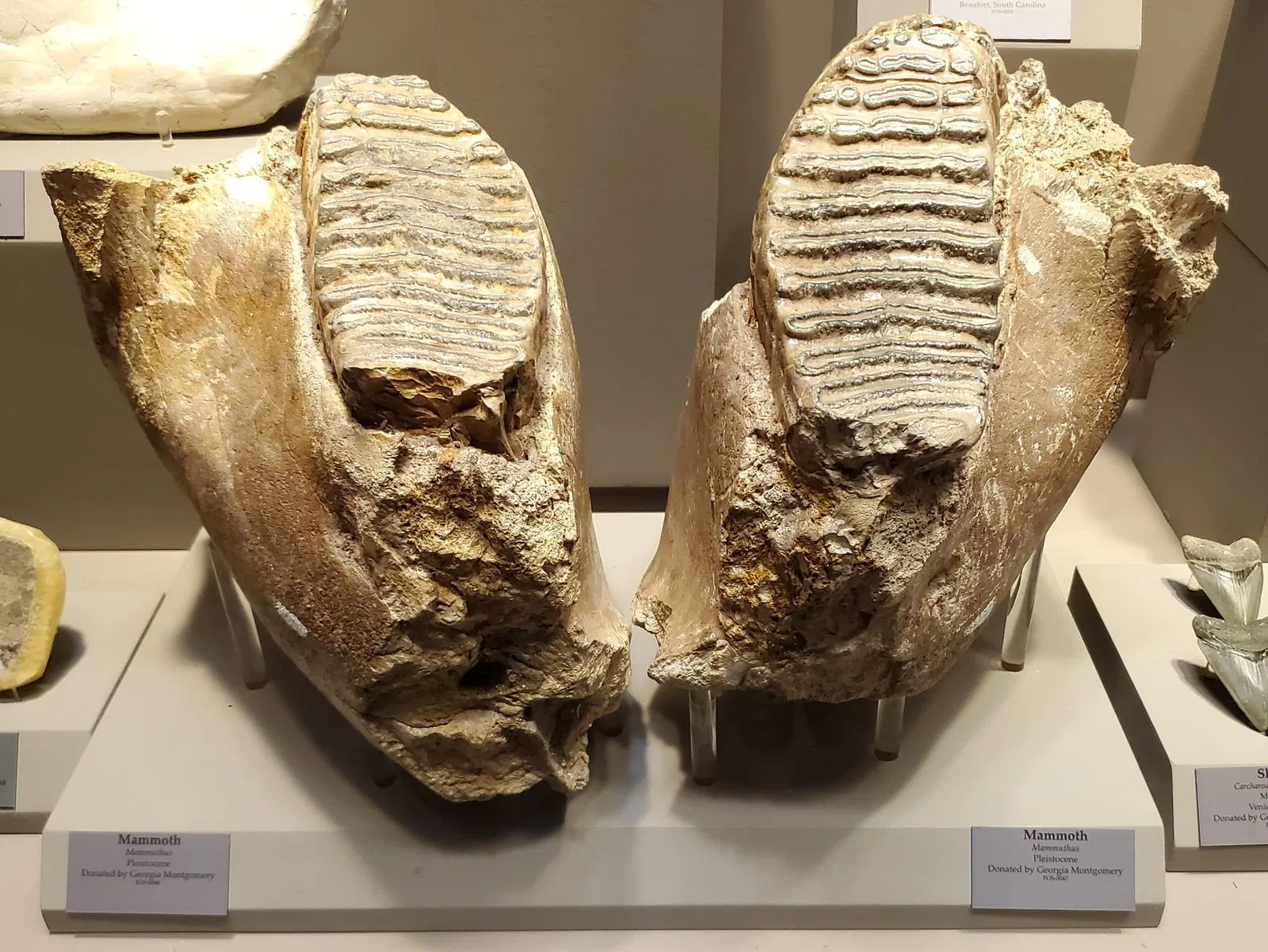 Tellus Science Museum