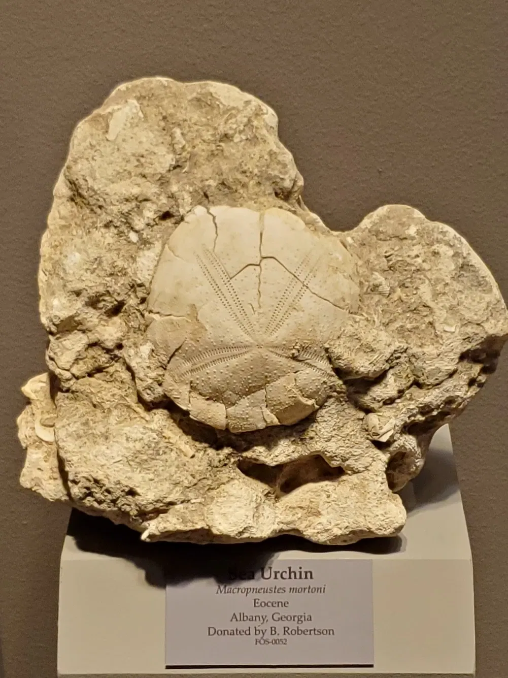 Tellus Science Museum