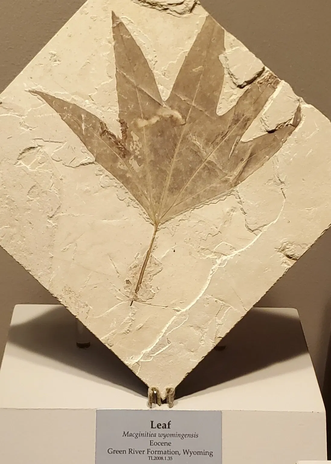 Tellus Science Museum