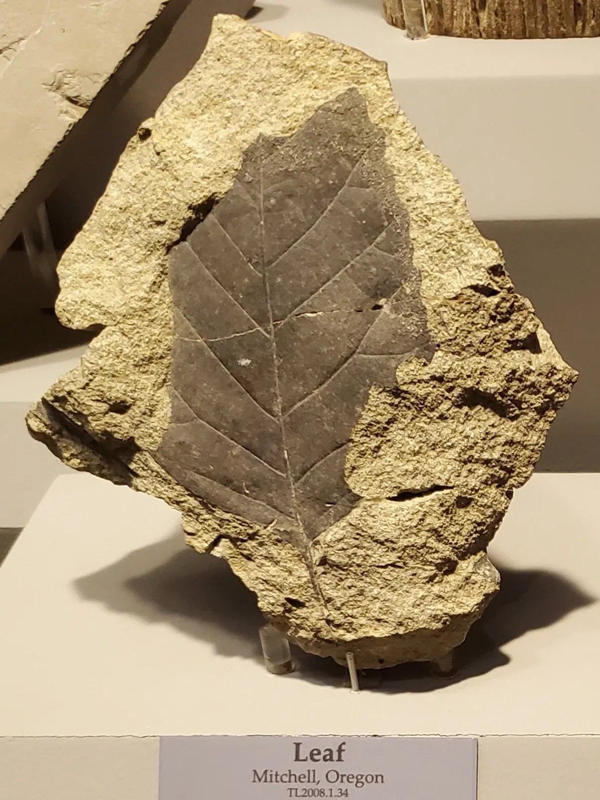 Tellus Science Museum