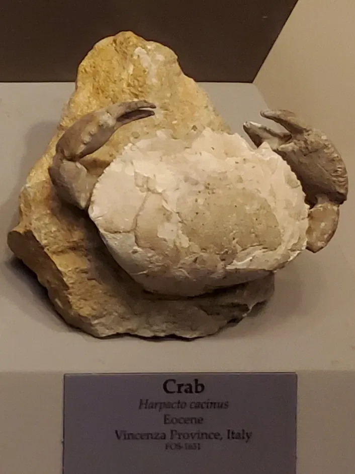 Tellus Science Museum